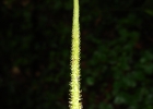 <i>Peperomia urocarpa</i> Fisch. & C. A. Mey. [Piperaceae]