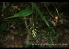 <i>Olyra humilis</i> Nees [Poaceae]