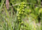 <i>Habenaria parviflora</i> Lindl.  [Orchidaceae]