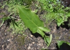 <i>Spathicarpa hastifolia</i> Hook. [Araceae]