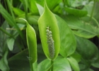 <i>Spathicarpa hastifolia</i> Hook. [Araceae]