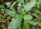 <i>Chaptalia nutans</i> (L.) Polak. [Asteraceae]