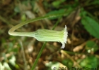 <i>Chaptalia nutans</i> (L.) Polak. [Asteraceae]