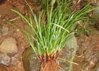 <i>Carex sellowiana</i> Schltdl. [Cyperaceae]