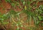 <i>Carex sellowiana</i> Schltdl. [Cyperaceae]
