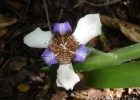 <i>Neomarica candida</i> (Hassl.) Sprague [Iridaceae]