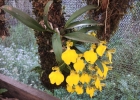 <i>Gomesa concolor</i> (Hook.) M.W.Chase & N.H.Williams [Orchidaceae]