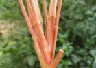 <i>Oxalis linarantha</i> Lourteig [Oxalidaceae]