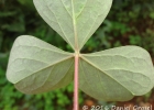<i>Oxalis linarantha</i> Lourteig [Oxalidaceae]