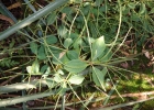 <i>Peperomia blanda</i> (Jacq.) Kunth [Piperaceae]