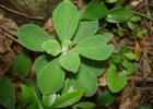 <i>Peperomia blanda</i> (Jacq.) Kunth [Piperaceae]