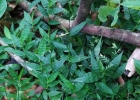 <i>Oplismenus hirtellus</i> (L.) P. Beauv. [Poaceae]