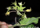 <i>Oxypetalum tomentosum</i> Wight ex Hook. & Arn. [Apocynaceae]