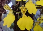 <i>Gomesa concolor</i> (Hook.) M.W.Chase & N.H.Williams [Orchidaceae]