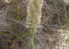 <i>Pterocaulon lorentzii</i> Malme [Asteraceae]