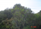 <i>Rhamnus sphaerosperma</i> Sw. [Rhamnaceae]