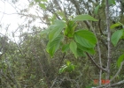 <i>Rhamnus sphaerosperma</i> Sw. [Rhamnaceae]