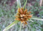 <i>Pycreus polystachyos</i> (Rottb.) P. Beauv. [Cyperaceae]