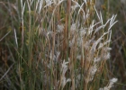 <i>Andropogon arenarius</i> Hack. [Poaceae]