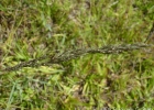 <i>Eragrostis cataclasta</i> Nicora [Poaceae]