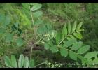 <i>Zanthoxylum rhoifolium</i> Lam. [Rutaceae]