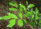 <i>Cinnamodendron dinisii</i> Schwanke [Canellaceae]
