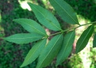 <i>Zanthoxylum rhoifolium</i> Lam. [Rutaceae]