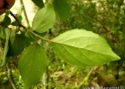 <i>Xylosma ciliatifolia</i> (Clos) Eichler [Salicaceae]