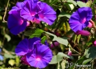 <i>Ipomoea indica</i> (Burm. f.) Merr. [Convolvulaceae]