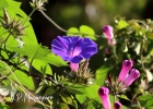 <i>Ipomoea indica</i> (Burm. f.) Merr. [Convolvulaceae]