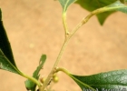 <i>Xylosma ciliatifolia</i> (Clos) Eichler [Salicaceae]
