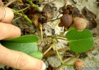 <i>Ipomoea pes-caprae</i> (L.) R. Br. [Convolvulaceae]