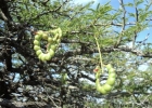 <i>Prosopis affinis</i> Spreng. [Fabaceae]