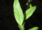 <i>Monnina cardiocarpa</i> A. St.-Hil. & Moq. [Polygalaceae]
