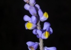 <i>Monnina cardiocarpa</i> A. St.-Hil. & Moq. [Polygalaceae]
