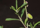 <i>Monnina cuneata</i> A. St.-Hil. & Moq. [Polygalaceae]