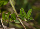 <i>Monnina oblongifolia</i> Arechav. [Polygalaceae]