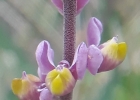 <i>Monnina oblongifolia</i> Arechav. [Polygalaceae]