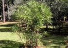 <i>Pouteria salicifolia</i> (Spreng.) Radlk. [Sapotaceae]