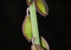 <i>Monnina tristaniana</i> A. St.- Hil. & Moq. [Polygalaceae]