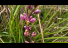 <i>Monnina tristaniana</i> A. St.- Hil. & Moq. [Polygalaceae]