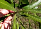 <i>Pouteria salicifolia</i> (Spreng.) Radlk. [Sapotaceae]