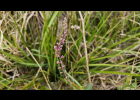 <i>Monnina tristaniana</i> A. St.- Hil. & Moq. [Polygalaceae]