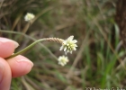 <i>Pfaffia tuberosa</i> (Spreng.) Hicken [Amaranthaceae]