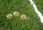 <i>Pfaffia tuberosa</i> (Spreng.) Hicken [Amaranthaceae]