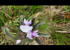 <i>Collaea stenophylla</i> (Hook et Arn.) Benth. [Fabaceae]