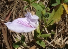 <i>Clitoria nana</i> Benth. [Fabaceae]