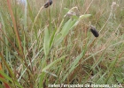 <i>Crotalaria tweediana</i> Benth. [Fabaceae]