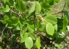 <i>Dioclea violacea</i> Mart. ex Benth. [Fabaceae]