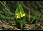 <i>Eriosema tacuaremboense</i> Arechav. [Fabaceae]